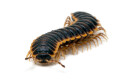 Coromus diaphorus adult